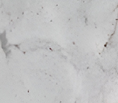 Steam White Granite